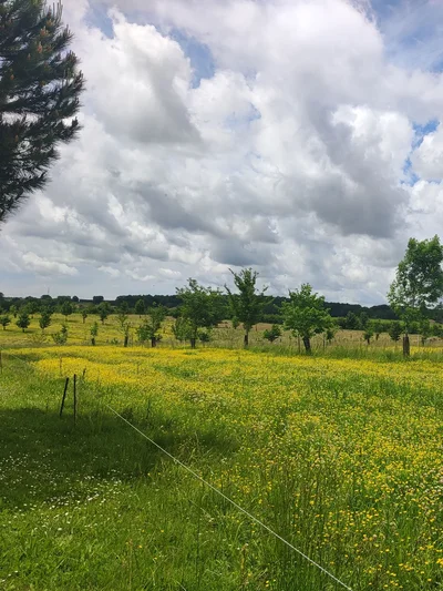 Un champ, des arbres et haies champêtres en Tarn et Garonnes